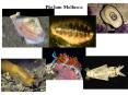 Phylum Mollusca Phylum Mollusca Phylum Mollusca Phylu