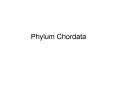 Phylum Chordata Sub-Phylum Vertebrata A chordate that has 
