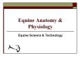 Equine Anatomy & Physiology Equine Science & Technolog