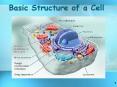 Basic Structure of a Cell Introduction to Cells Cells ar