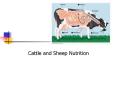 Cattle and Sheep Nutrition Digestion Cattle and shee