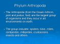 Phylum Arthropoda The Arthropoda (from the Greek Arthron