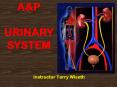 A&P URINARY SYSTEM Instructor Terry Wiseth Urinary Anatom