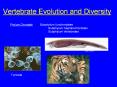 Vertebrate Evolution and Diversity Phylum Chordata Subphylu