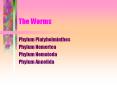 The Worms Phylum Platyhelminthes Phylum Nemertea Phylu