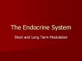 The Endocrine System Short and Long Term Modulation Lectur