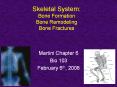 Skeletal System: Bone Formation Bone Remodeling Bon