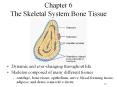 Chapter 6 The Skeletal System:Bone Tissue Dynamic an