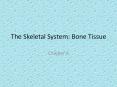 The Skeletal System: Bone Tissue Chapter 6 Gigantis