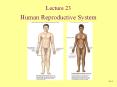 Human Reproductive System Anatomy of the Male Reproductiv