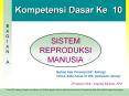 Kompetensi Dasar Ke 10 SISTEM REPRODUKSI MANUSIA Siste