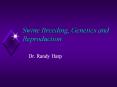 Swine Breeding, Genetics and Reproduction Dr. Randy Harp ..