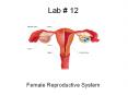 Lab # 12 Female Reproductive System Female Reproductiv