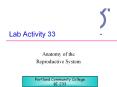 Lab Activity 33 Anatomy of the Reproductive System Portlan