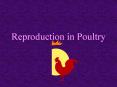 Reproduction in Poultry Different from mammals young are no