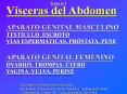 tema 6.3 v sceras del abdomen aparato genital masculino tes
