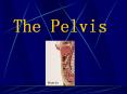 The Pelvis The pelvis is the region of the trunk that lie