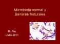 Microbiota normal y Barreras Naturales M. Paz UMG-2011 * * 