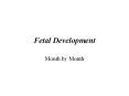 Fetal Development Month by Month * * * * * * * * * * * * * 