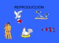 REPRODUCCI N Etapas de la vida Todo ser viviente pasa po
