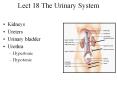 Lect 18 The Urinary System Kidneys Ureters Urinary bladde