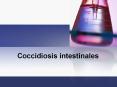 Propias del humano o zoonosis. Patolog a y sintomatolog a 