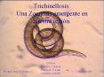 Trichinellosis: Una Zoonosis emergente en nuestra regi n