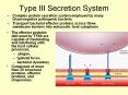 Type III Secretion System Complex protein secretion syste