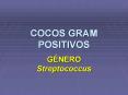 COCOS GRAM POSITIVOS G NERO Streptococcus INTRODUCCI N 2d