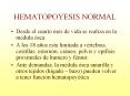HEMATOPOYESIS NORMAL Desde el cuarto mes de vida se realiz