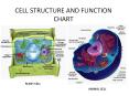 CELL STRUCTURE AND FUNCTION CHART PLANT CELL ANIMAL CELL 1