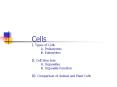 Cells I. Types of Cells A. Prokaryotes B. Eukaryotes II