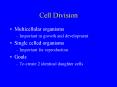 Cell Division Multicellular organisms Important in growt