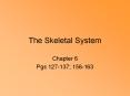 The Skeletal System Chapter 6 Pgs 127-137; 156-163 Overvie