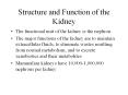 Structure and Function of the Kidney The functional unit o