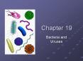 Chapter 19 Bacteria and Viruses I. Prokaryotes Prokaryote