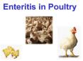 Enteritis in Poultry What is Enteritis? Coccidiosi