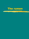 The rumen The rumen A fermentation vat converting plan