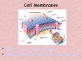 Cell Membranes The Cell Membrane Cell Membrane: Phospholipi