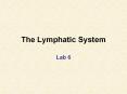 Key: = Site of lymphocyte origin = Site of development o