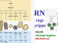 Virus   ARN (2) Virus de la rage Virus de la grippe Dr S go