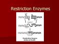 Restriction Enzymes Remember what we know about DNA. What i