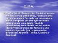 D.N.A. El ADN ( cido Desoxirribo Nucleico) es una mol cul