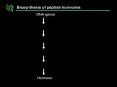 Biosynthesis of peptide hormones DNA (gene) Hormone Protei
