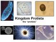 Kingdom Protista the  protists  Protista Characteristic