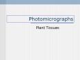 Photomicrographs Plant Tissues BOTANY Algae Cladophor