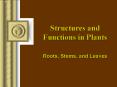 Structures and Functions in Plants Roots, Stems, and Leave
