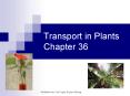 Transport in Plants Chapter 36 Transport in plants H2O 