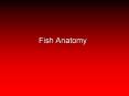 Fish Anatomy Anatomy/physiology Digestive glands in th