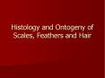 Histology and Ontogeny of Scales, Feathers and Hair Th